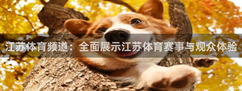 江苏体育频道：全面展示江苏体育赛事与观众体验